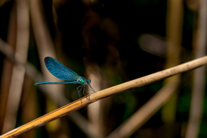 calopteryx virgo subsp. virgo le calopteryx vierge male calopteryx virgo subsp. virgo le calopteryx vierge male