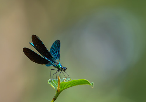 ceriagrion tenellum l agrion delicat femelle ceriagrion tenellum l agrion delicat femelle