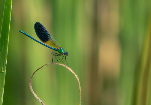 calopteryx xanthostoma calopteryx occitan male calopteryx xanthostoma calopteryx occitan male
