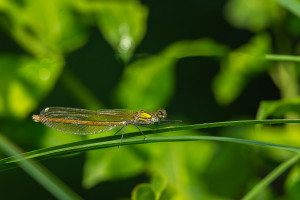 calopteryx xanthostoma le calopteryx occitan femelle 10 calopteryx xanthostoma le calopteryx occitan femelle 10