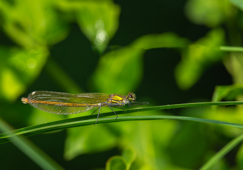 calopteryx xanthostoma le calopteryx occitan femelle 10 calopteryx xanthostoma le calopteryx occitan femelle 10