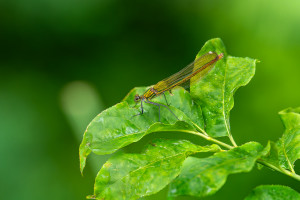 calopteryx xanthostoma le calopteryx occitan femelle calopteryx xanthostoma le calopteryx occitan femelle