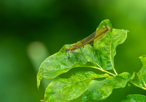 calopteryx xanthostoma le calopteryx occitan femelle calopteryx xanthostoma le calopteryx occitan femelle