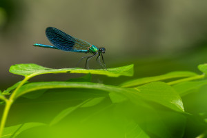 calopteryx xanthostoma le calopteryx occitan male calopteryx xanthostoma le calopteryx occitan male
