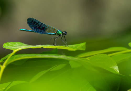 calopteryx xanthostoma le calopteryx occitan male calopteryx xanthostoma le calopteryx occitan male