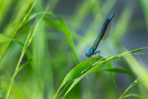 coenagrion puella l agrion jouvencelle male coenagrion puella l agrion jouvencelle male