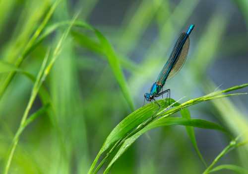 coenagrion puella l agrion jouvencelle male coenagrion puella l agrion jouvencelle male