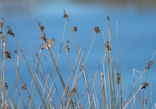 cisticola juncidis   cisticole des joncs