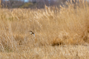 dsc dxo deepprime xd2s dsc dxo deepprime xd2s