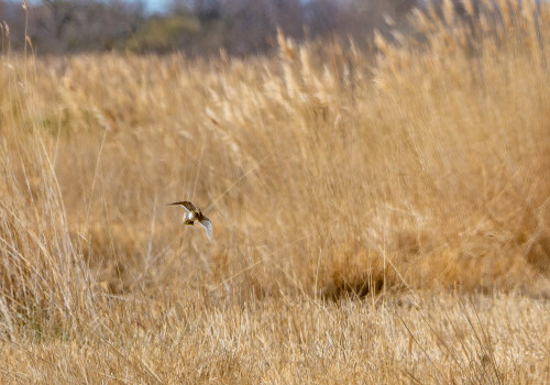 dsc dxo deepprime xd2s