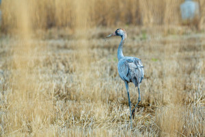grus grus grue cendree grus grus grue cendree