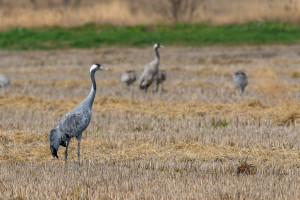 grus grus grue cendree grus grus grue cendree