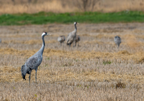 grus grus   grue cendree
