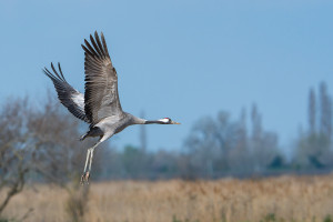 grus grus grue cendree grus grus grue cendree