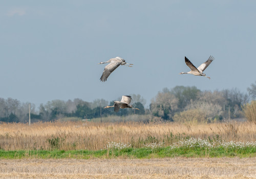 grus grus   grue cendree
