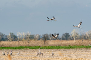grus grus grue cendree grus grus grue cendree