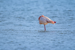 phoenicopterus roseus flamant rose phoenicopterus roseus flamant rose