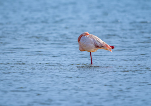 phoenicopterus roseus   flamant rose