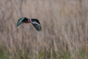 plegadis falcinellus ibis falcinelle plegadis falcinellus ibis falcinelle