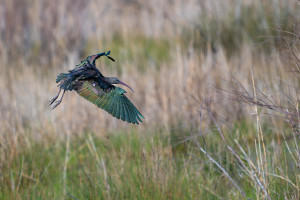 plegadis falcinellus ibis falcinelle plegadis falcinellus ibis falcinelle