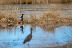 porphyrio porphyrio taleve sultane porphyrio porphyrio taleve sultane