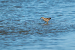 calidris pugnax combattant varie calidris pugnax combattant varie