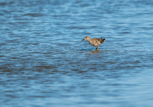 calidris pugnax   combattant varie
