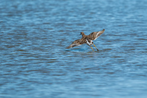 calidris pugnax combattant varie calidris pugnax combattant varie