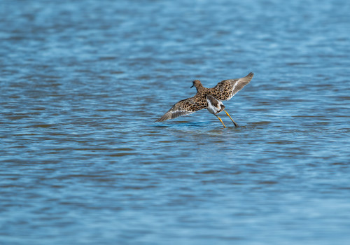 calidris pugnax   combattant varie