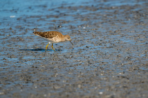 calidris pugnax combattant varie calidris pugnax combattant varie