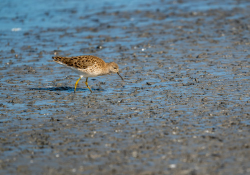 calidris pugnax   combattant varie