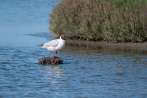 chroicocephalus ridibundus mouette rieuse chroicocephalus ridibundus mouette rieuse