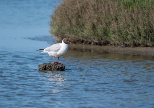 chroicocephalus ridibundus   mouette rieuse