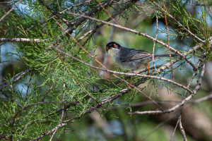 curruca melanocephala fauvette melanocephale curruca melanocephala fauvette melanocephale
