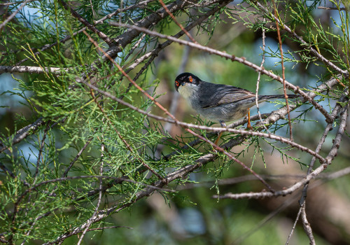 curruca melanocephala   fauvette melanocephale