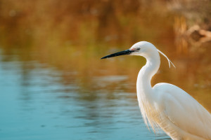 egretta garzetta aigrette garzette 10 egretta garzetta aigrette garzette 10