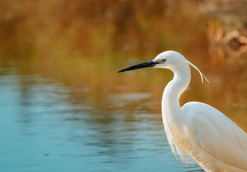egretta garzetta   aigrette garzette 10