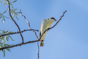ficedula hypoleuca gobemouche noir ficedula hypoleuca gobemouche noir