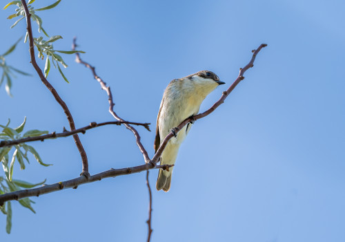 ficedula hypoleuca   gobemouche noir