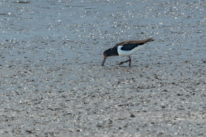 haematopus ostralegus huitrier pie haematopus ostralegus huitrier pie