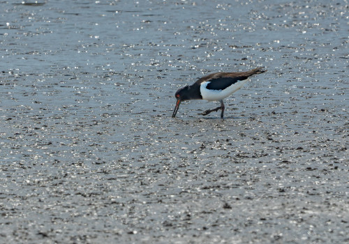 haematopus ostralegus   huitrier pie
