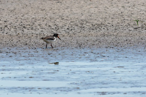 haematopus ostralegus huitrier pie haematopus ostralegus huitrier pie