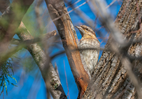 jynx torquilla   torcol fourmilier
