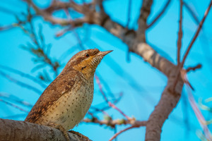 jynx torquilla torcol fourmilier jynx torquilla torcol fourmilier