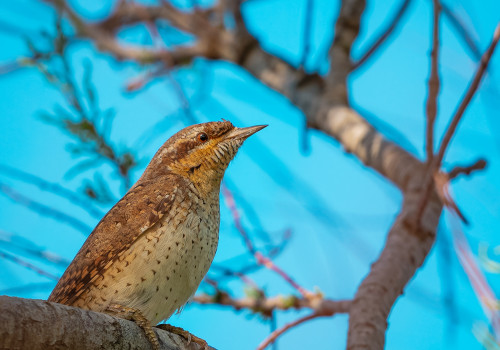 jynx torquilla   torcol fourmilier