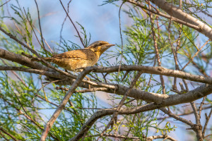 jynx torquilla torcol fourmilier jynx torquilla torcol fourmilier