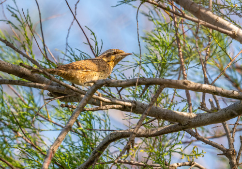 jynx torquilla   torcol fourmilier