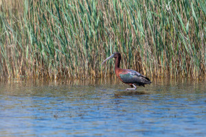 plegadis falcinellus ibis falcinelle plegadis falcinellus ibis falcinelle