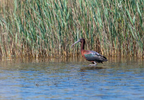 plegadis falcinellus   ibis falcinelle