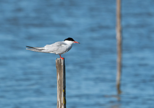 sterna hirundo   sterne pierregarin